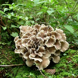 mushroom_maitake